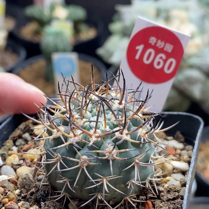 自根逆豹丸3.4cm