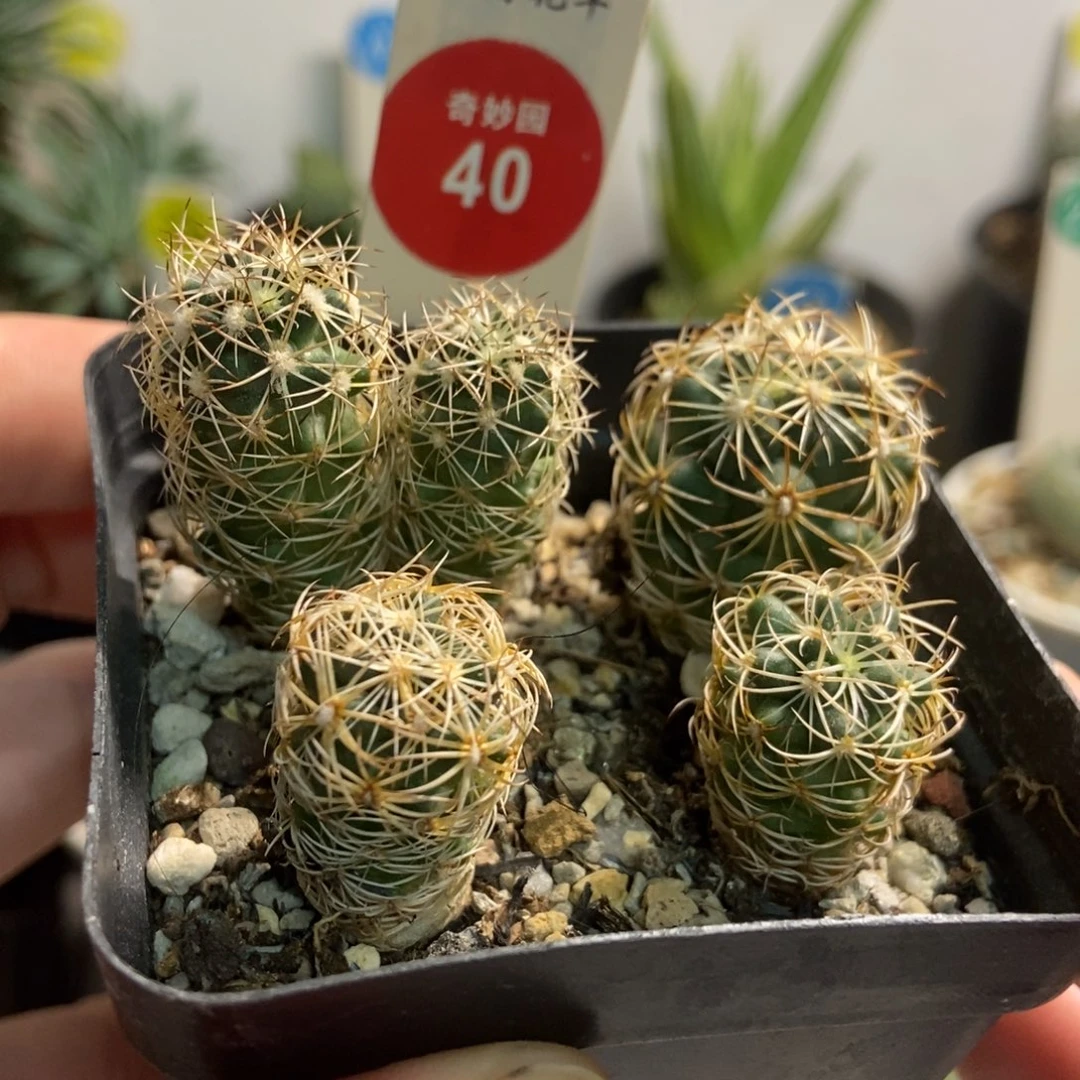 狮子奋迅4棵有双头一棵