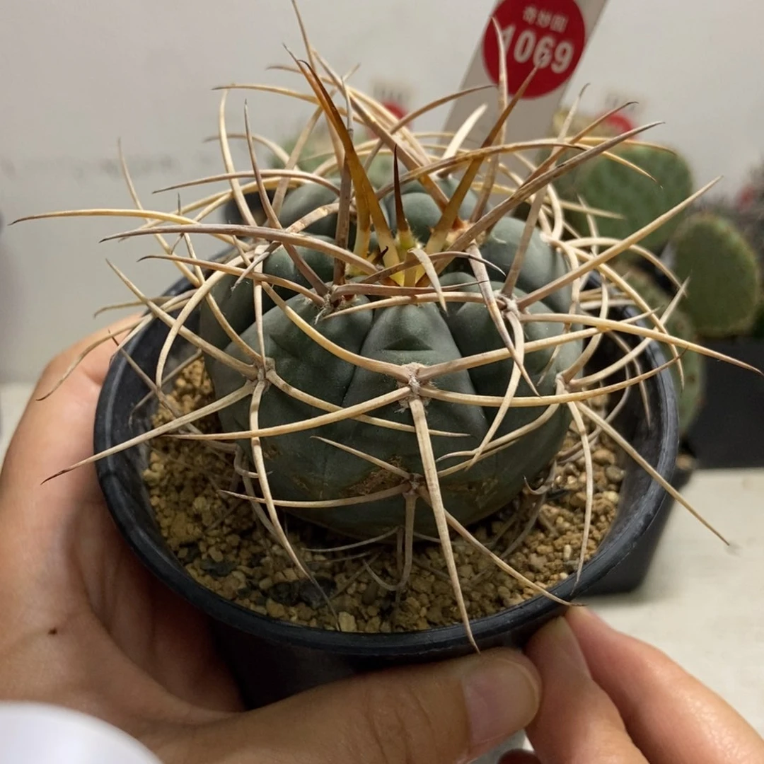 实生狂刺光琳玉5.7cm侧面有疤