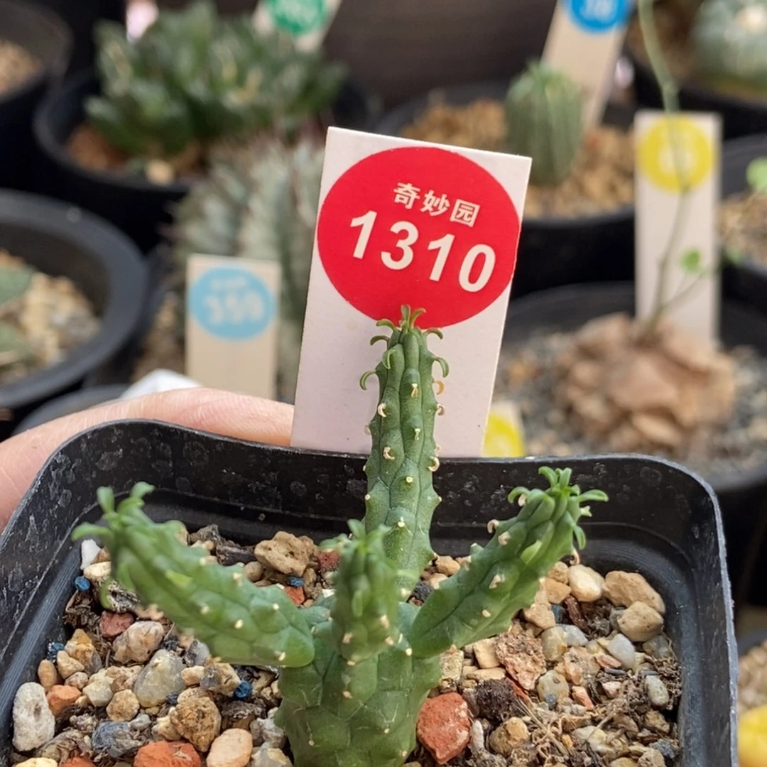 实生九头龙一颗仙人球