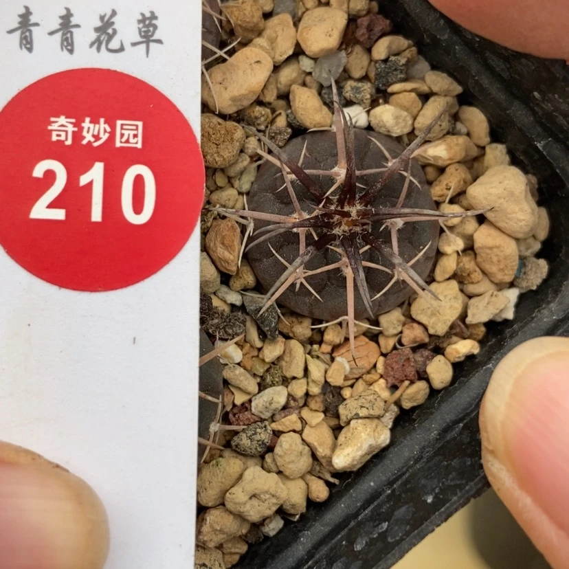 【闪购商品】实生割刺天平丸2cm