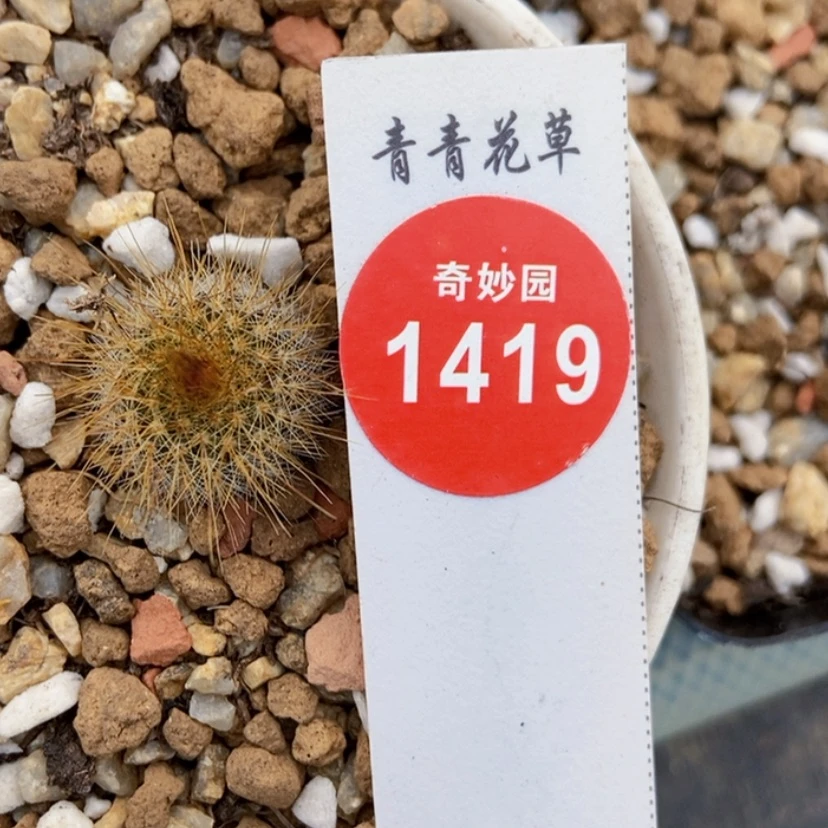 【闪购商品】金冠金丝猴