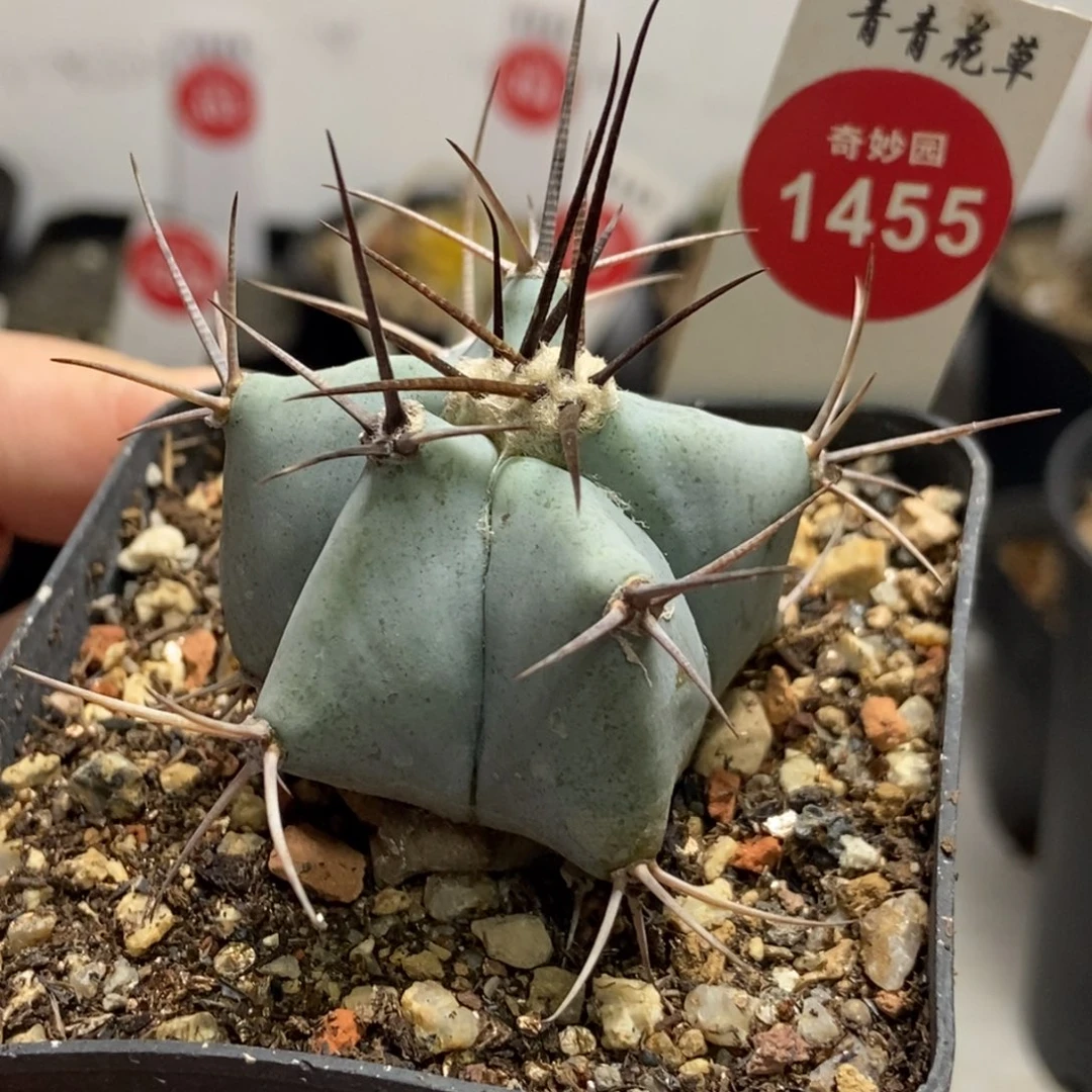 狂刺弁庆玉4.4cm