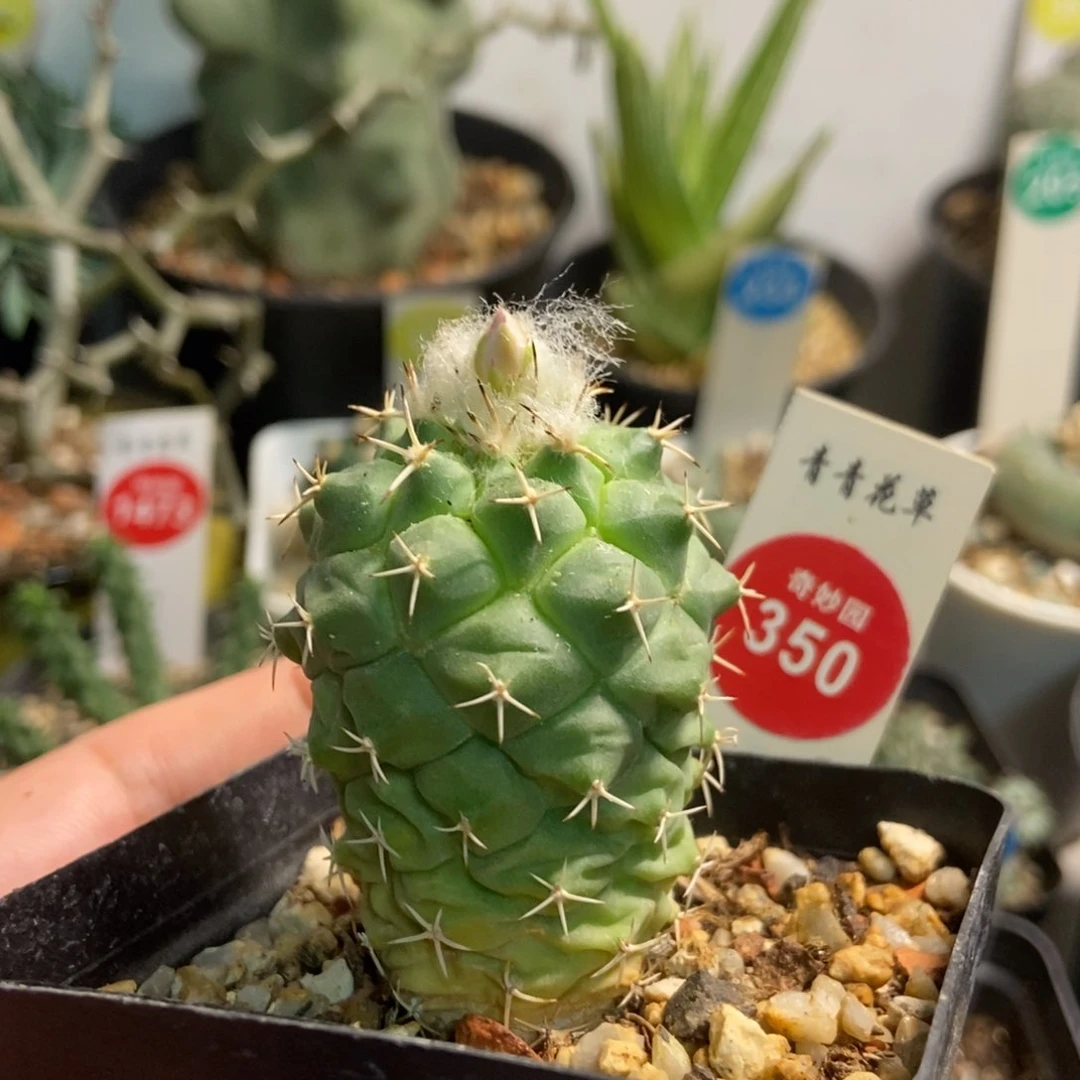 华丽玉娇丽实生3.8厘米