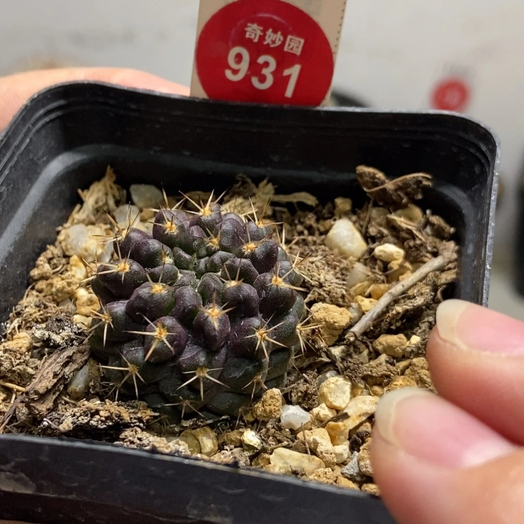 实生极光球登阳丸2.9cm