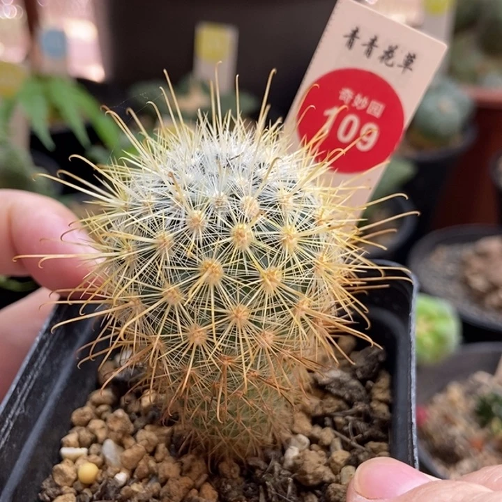 狂刺菊慈童3.9cm