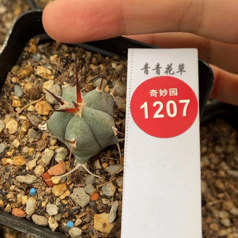 【闪购商品】优选弁庆玉