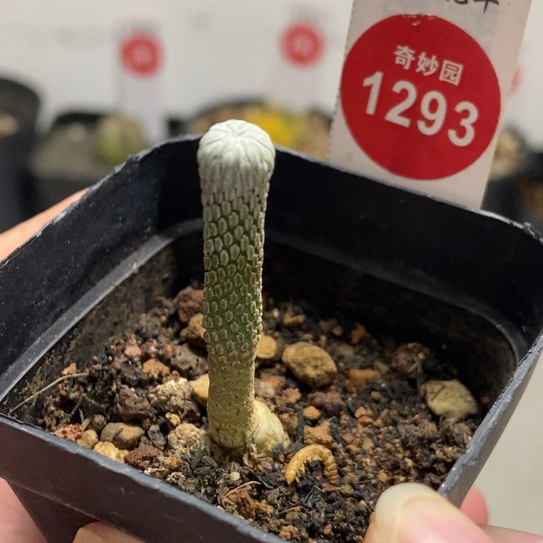 实生四年半精巧丸一颗仙人球