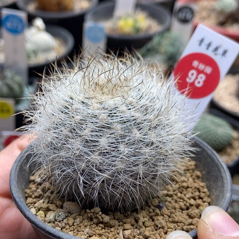 【闪购商品】实生混乱玉4.8cm