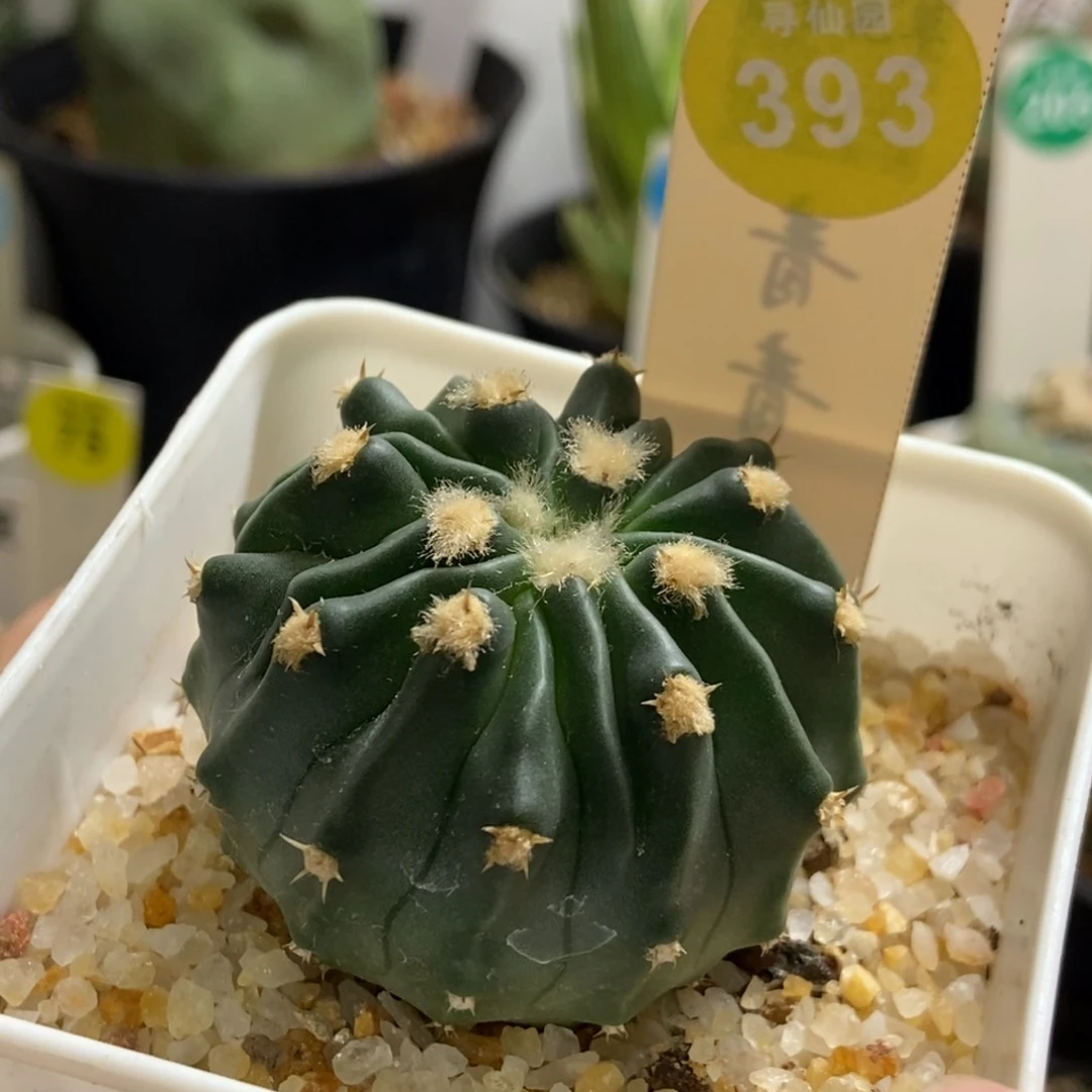 实生无刺凌波玉4.5cm