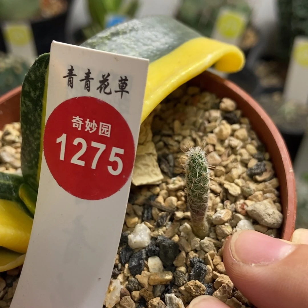 圆锥玉都锦一颗仙人球