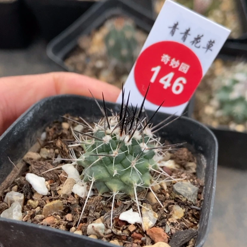 【闪购商品】c****1实生娇丽锦