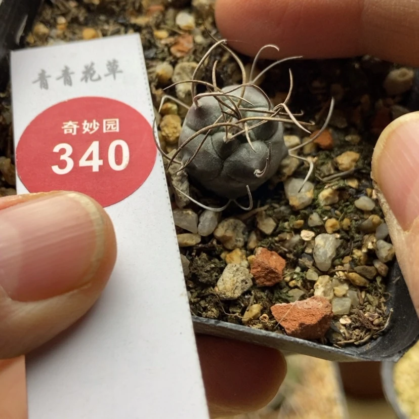 【闪购商品】实生牙城丸