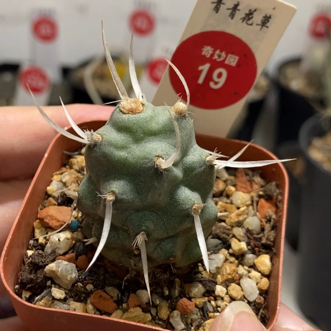 自根长纸刺武藏野一颗仙人球