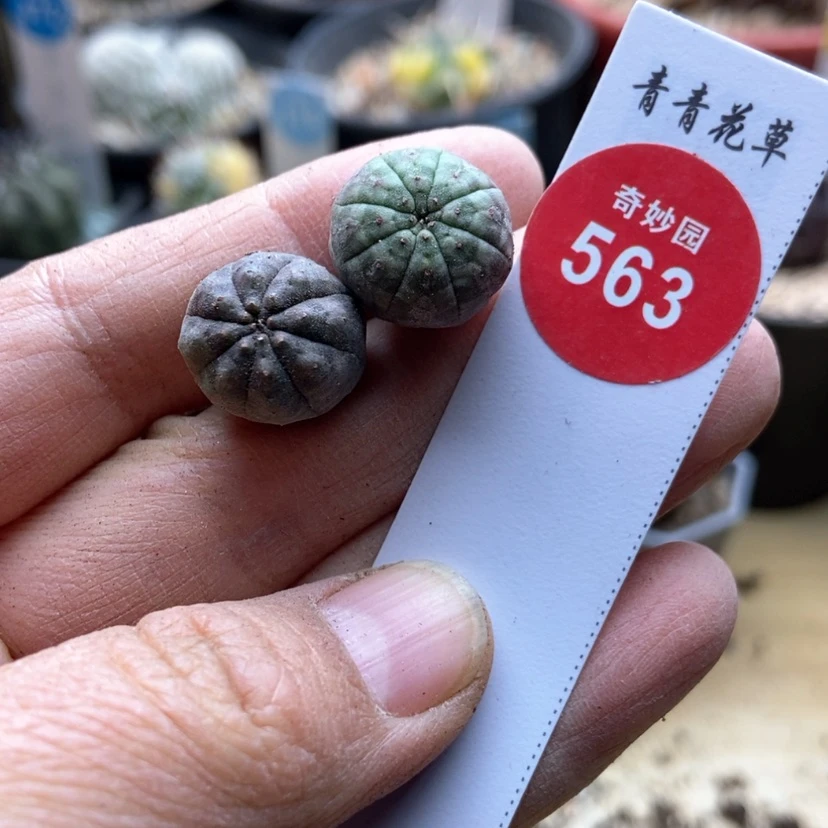 【闪购商品】实生欧系布纹球杂交两颗