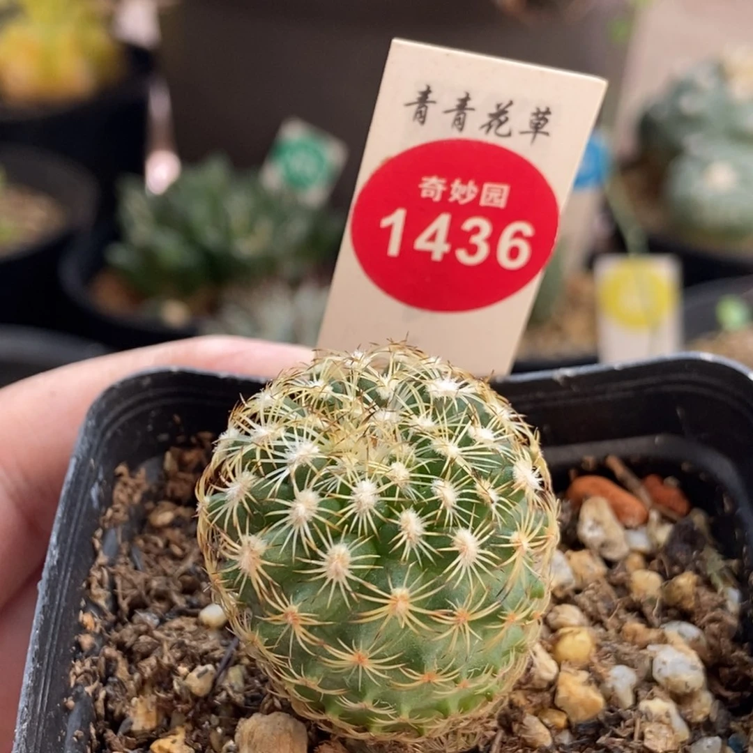 实生伊莎贝拉娇丽3cm