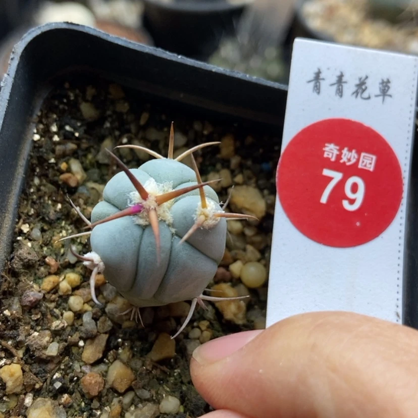 【闪购商品】实生三年半豪刺花王2.1cm