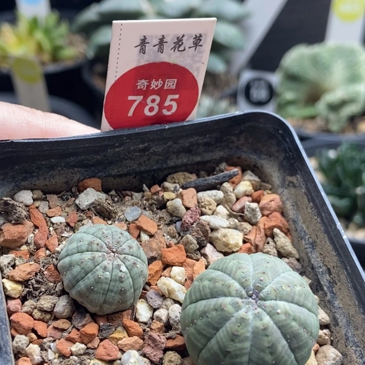 布纹球自根2棵处理