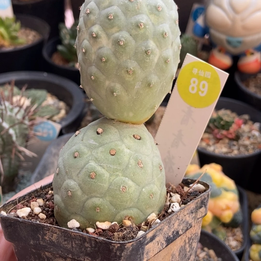 自根双头大型习志野4.6cm