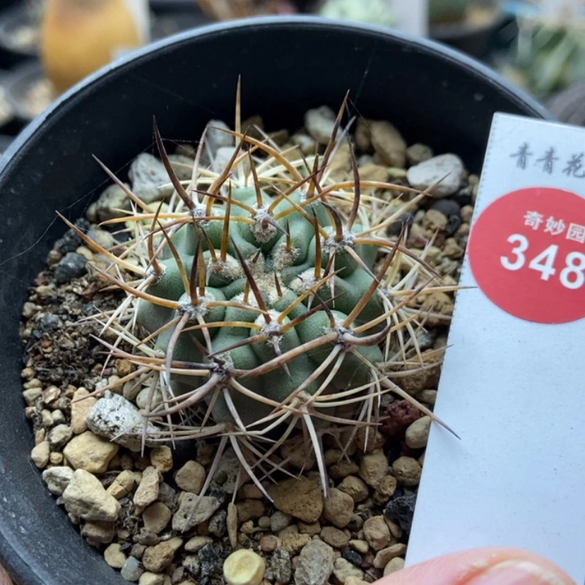 【闪购商品】实生狂刺伍佰津玉3.7cm