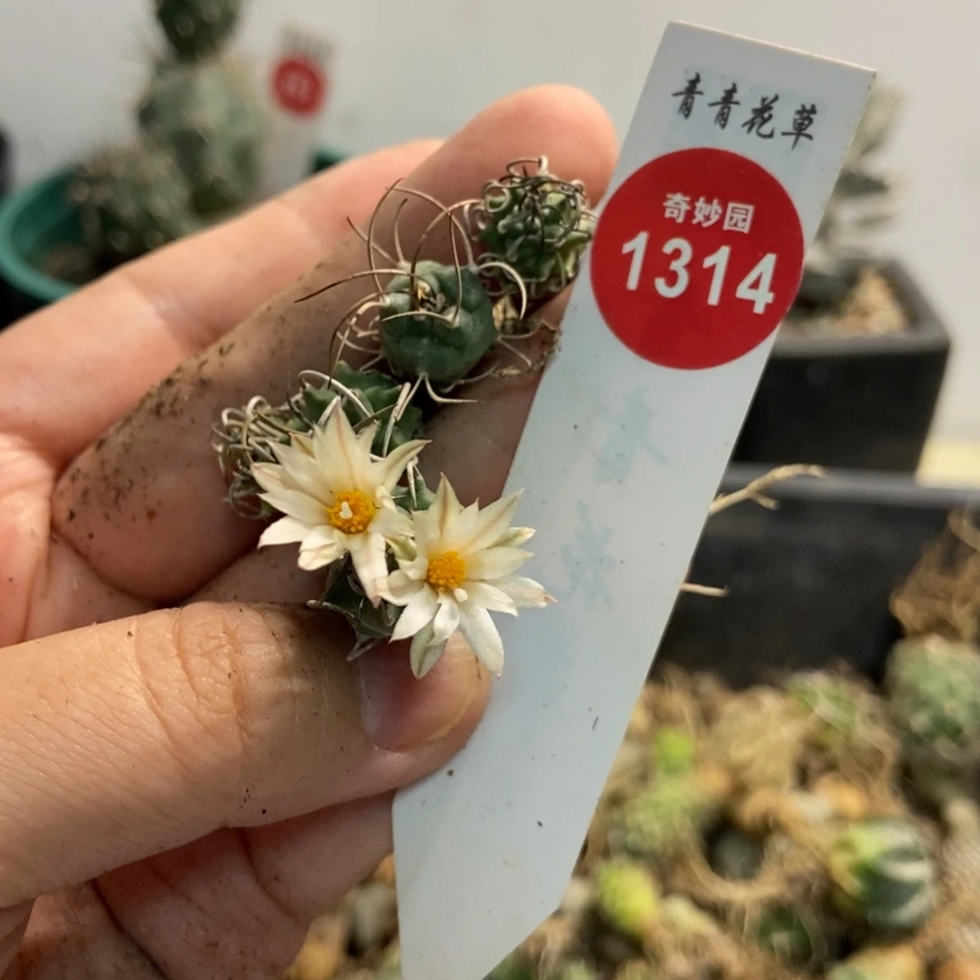 1****n五颗娇丽833476644