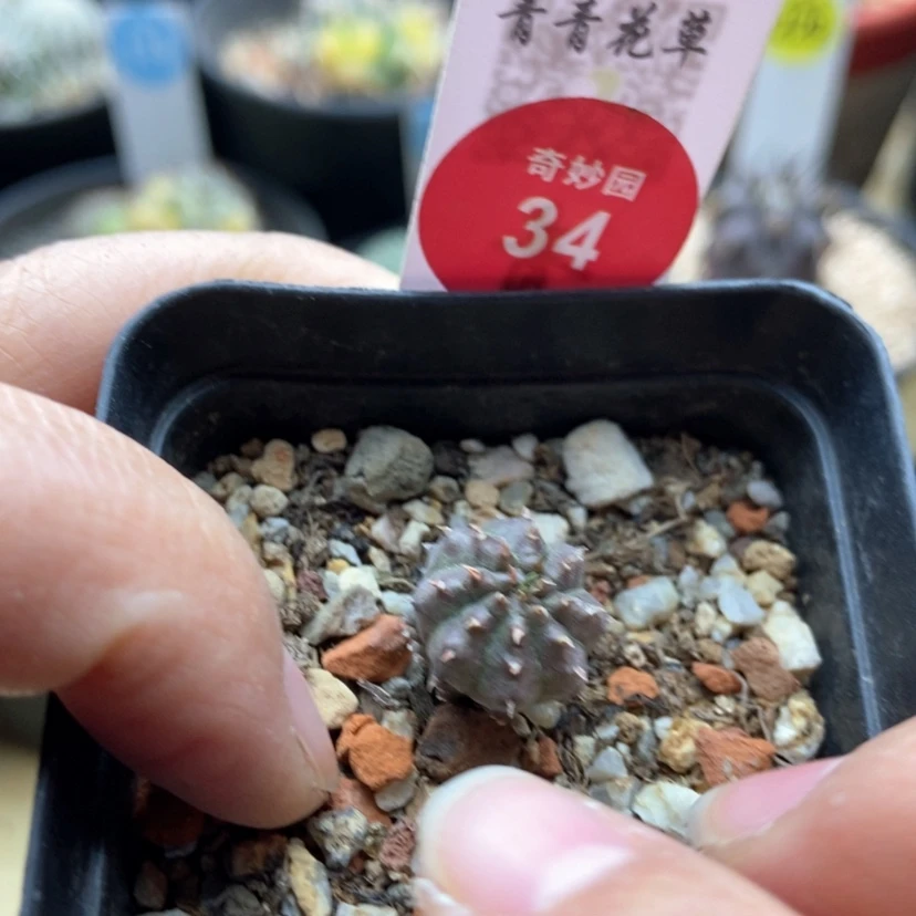 【闪购商品】自根球