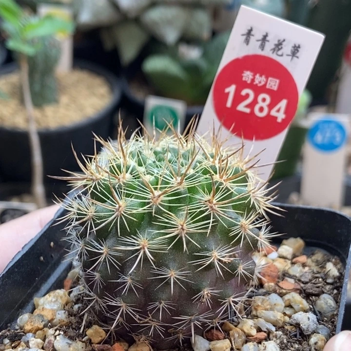 实生狂刺逆鳞丸4cm