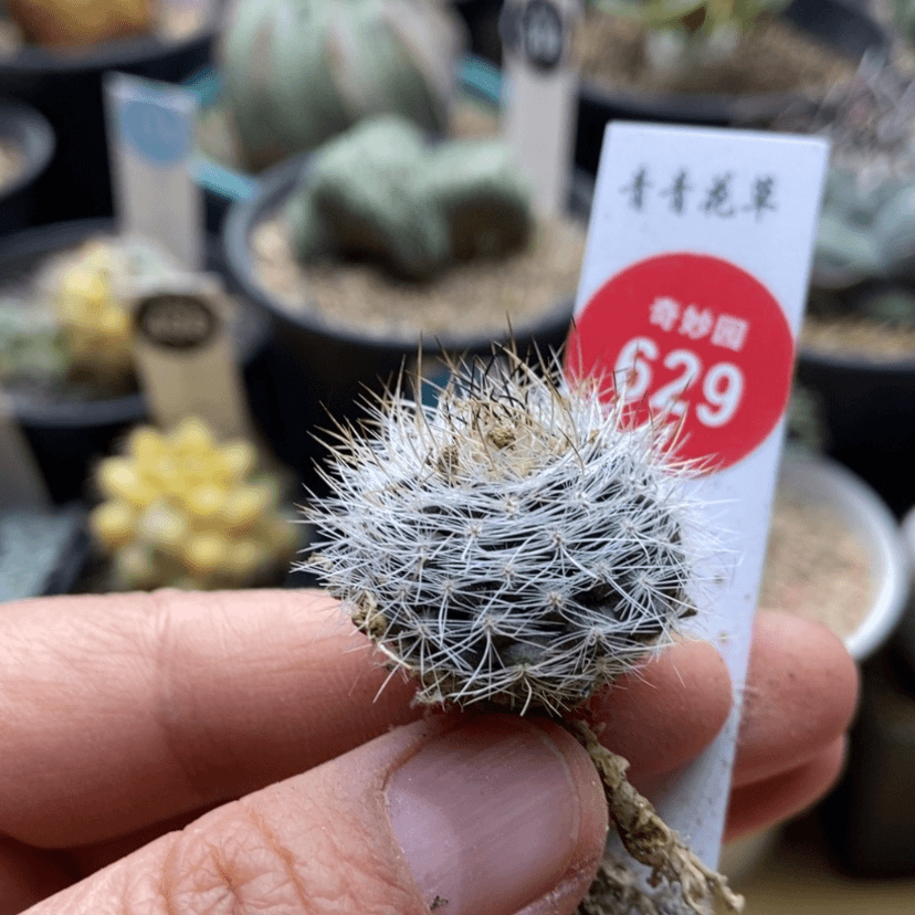 【闪购商品】混乱玉