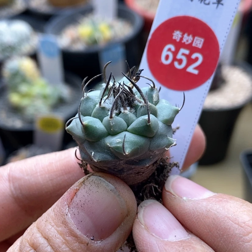 【闪购商品】老娇丽