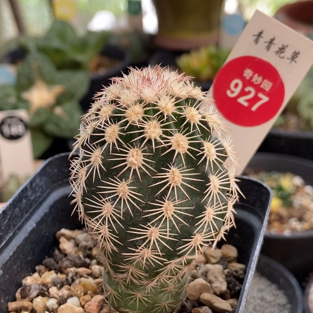 实生皇冠虾3.8cm一颗仙人球