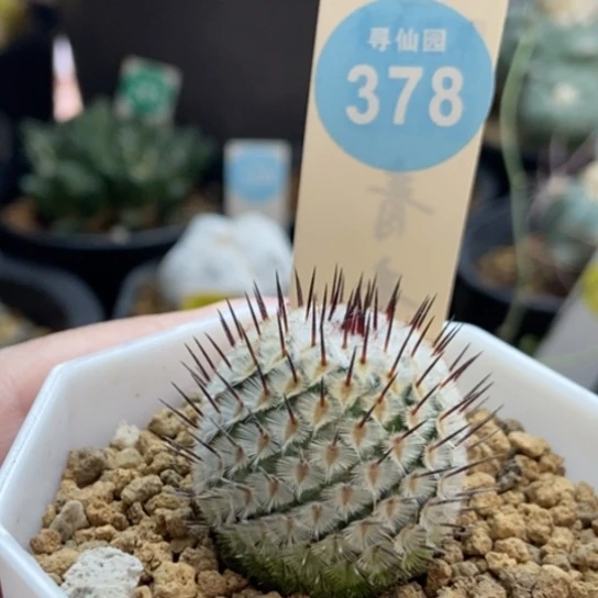 实生直刺佩雷2.8cm