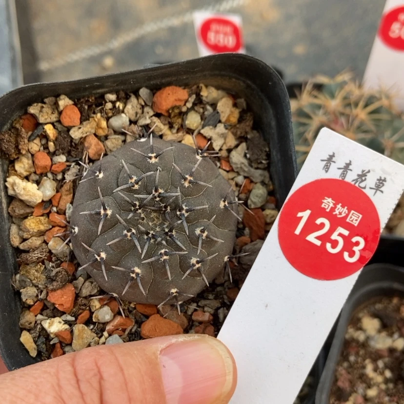 【闪购商品】实生黑刺凤头3.5cm