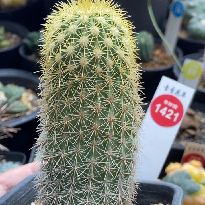 实生金刺球4.4cm