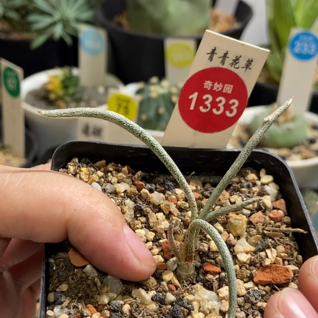 美杜莎一颗仙人球
