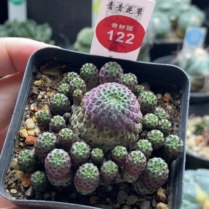 紫丽丸群5.8cm一颗仙人球