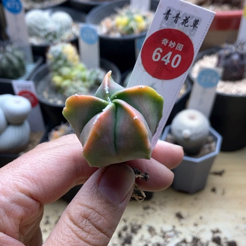 【闪购商品】鸾凤玉