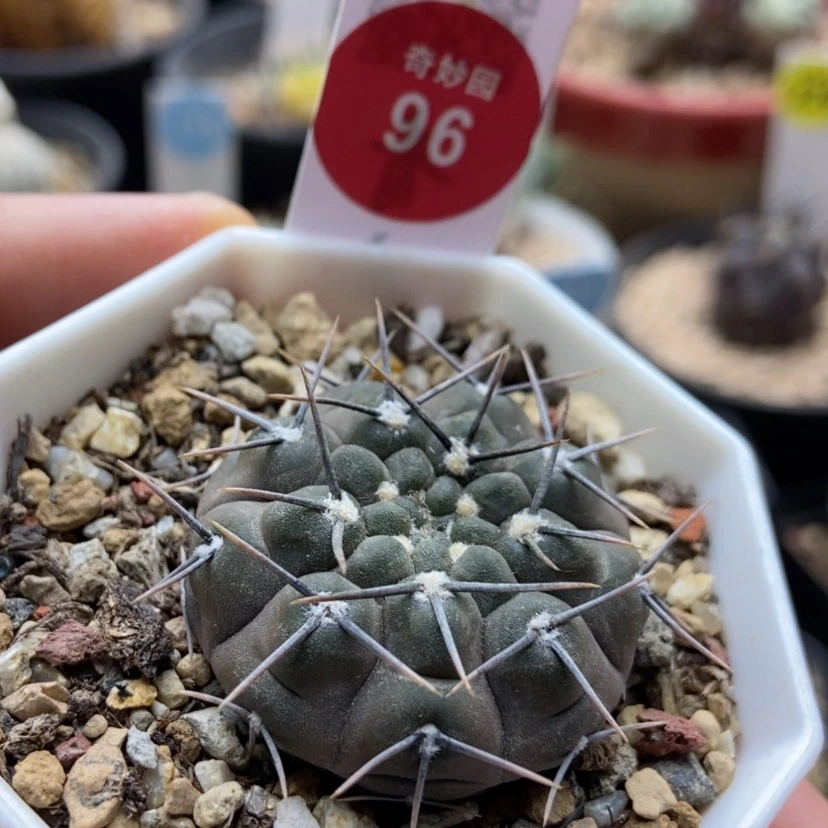 【闪购商品】强刺裸萼3.5厘米