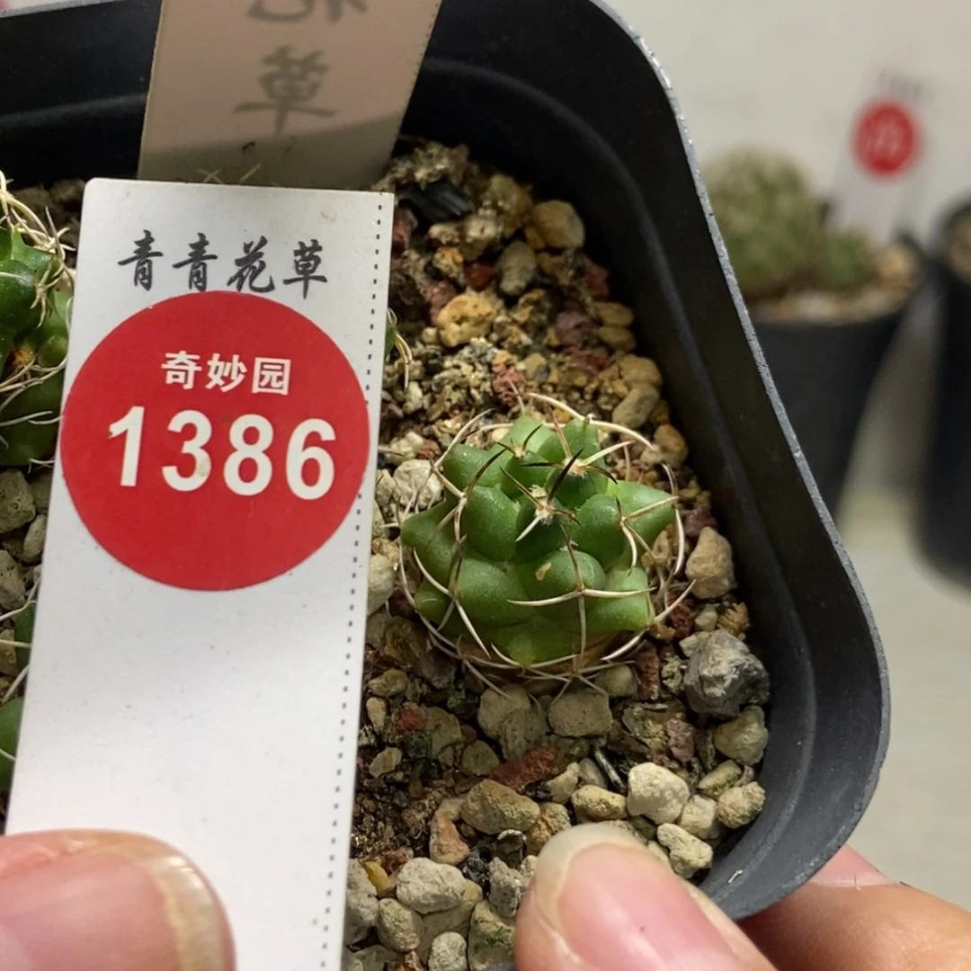 魔象一颗仙人球53688