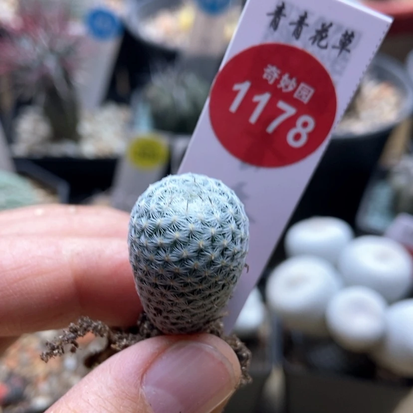 【闪购商品】日月丸