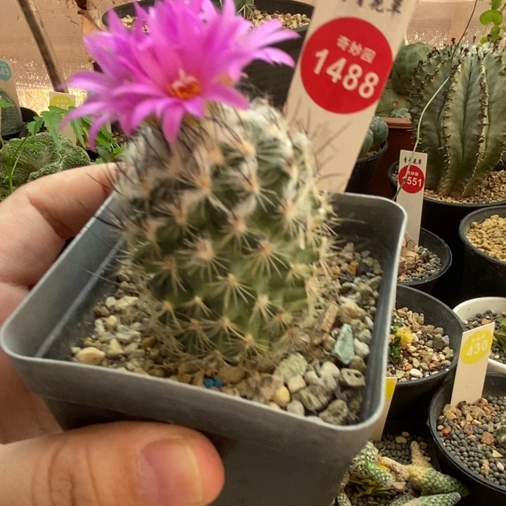 实生红花黑刺娇丽4.1cm