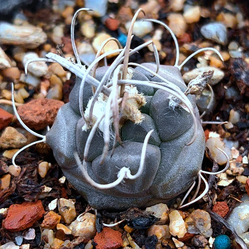 白花开花株实生乌丸仙人球多肉植物花卉绿植室内盆栽阳台夏秋好养