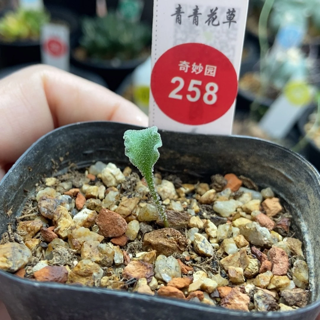 冰晶海胆雾冰玉特价