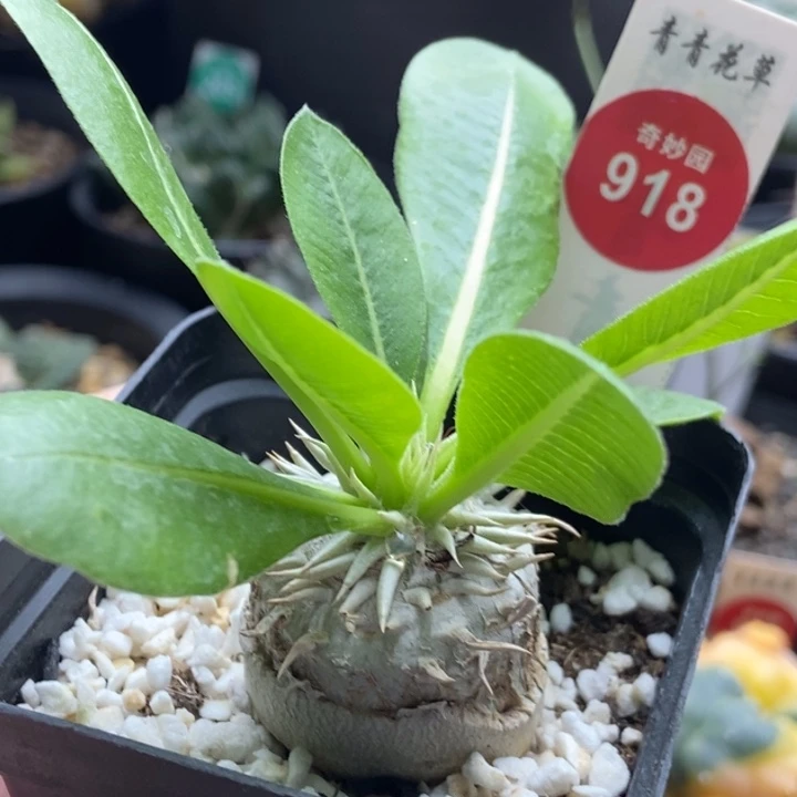 实生惠比须笑3cm