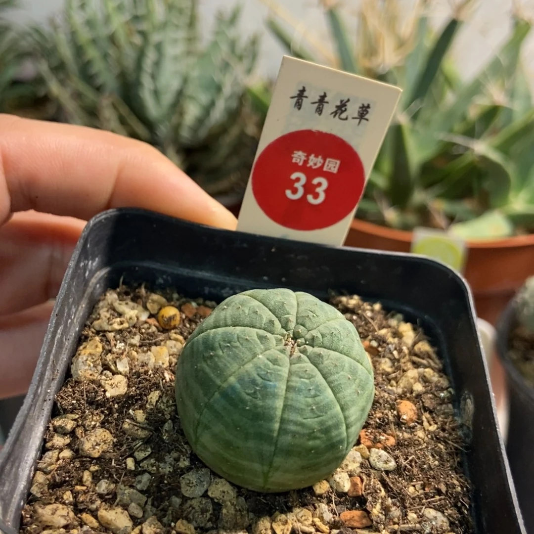 布纹球实生2.9厘米