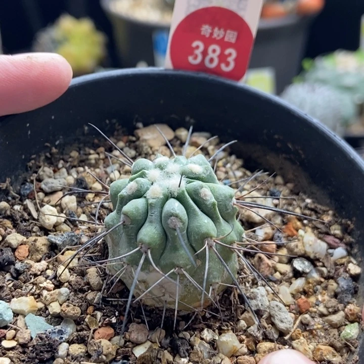 自根黑士冠2.8cm