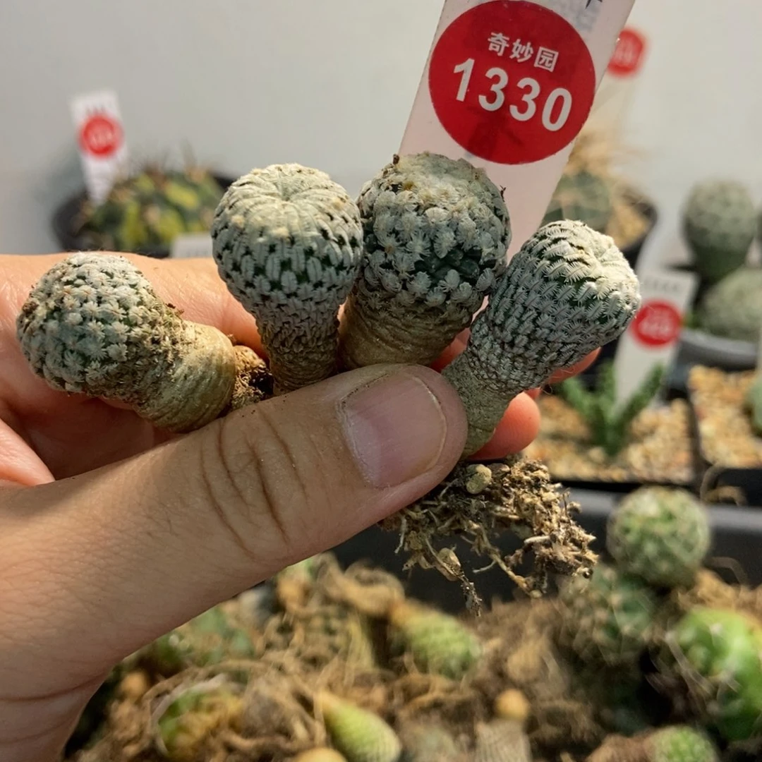 四颗仙人球5335423355