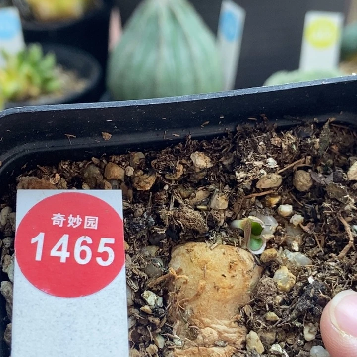 红边爱心雾冰玉3.1cm