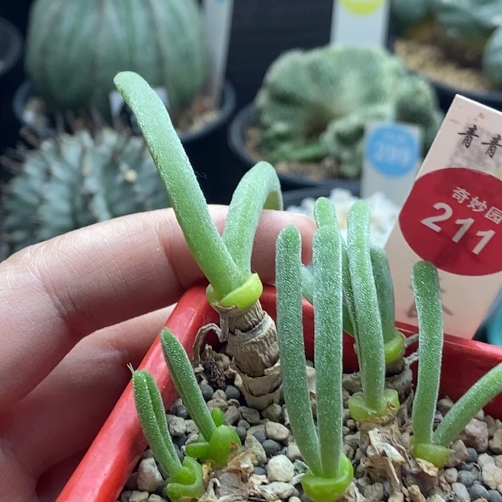 老桩碧光环小兔子五颗