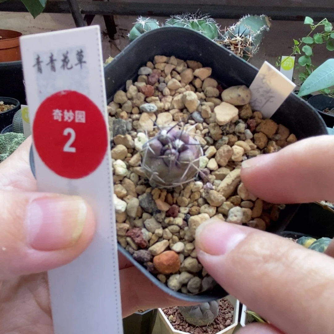 实生龙爪球紫鳞龙丸1.7cm