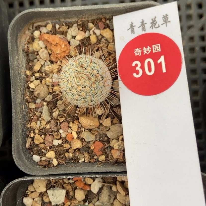 【闪购商品】优选乳突